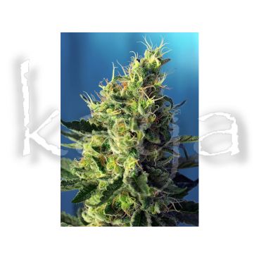 Sweet Seeds Sweet Pure CBD 25pces Sweet Seeds Sweet Pure CBD 25pces